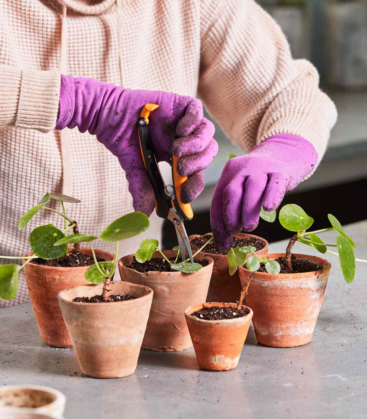 decorvow tending to chinese money plants