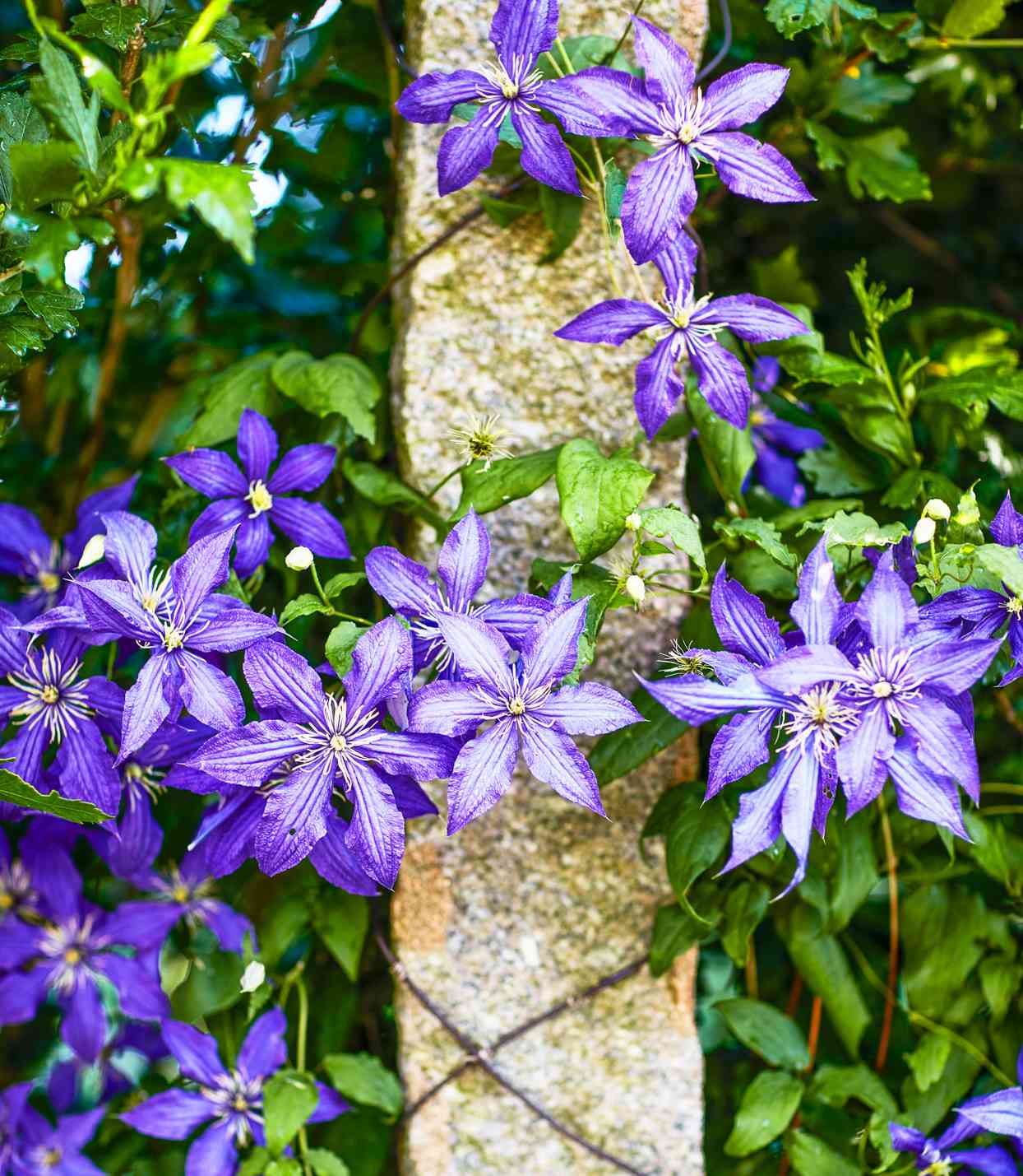 purple clematis vines