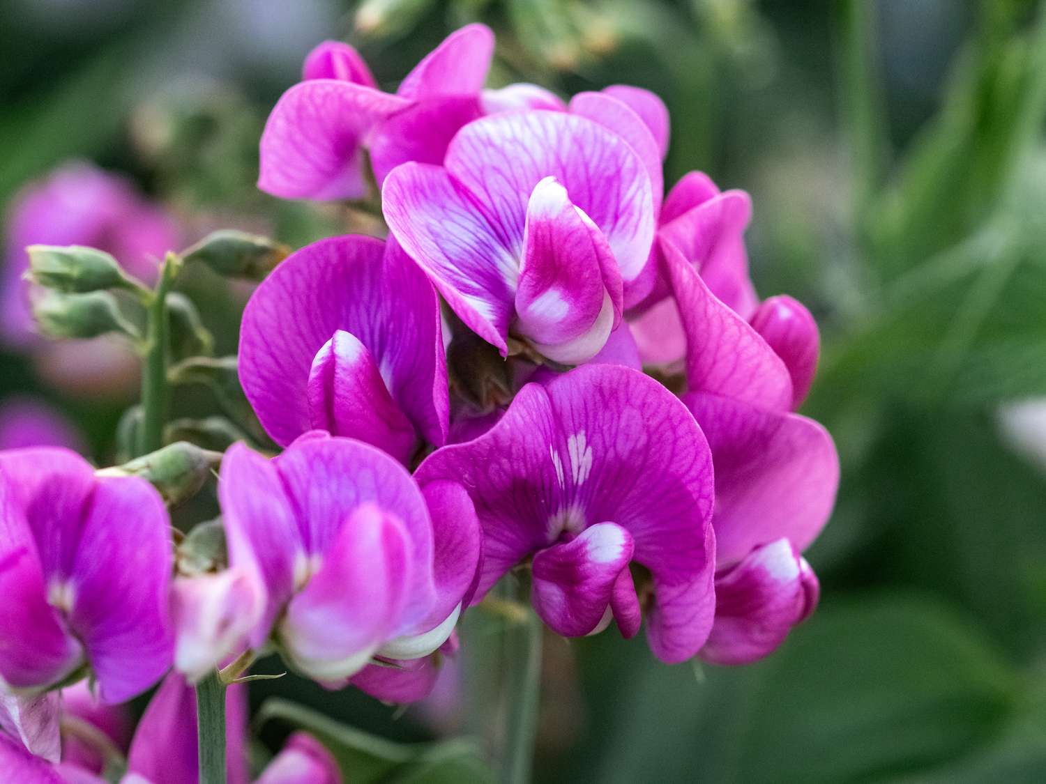 Beautiful pink sweet pea flowers against green background