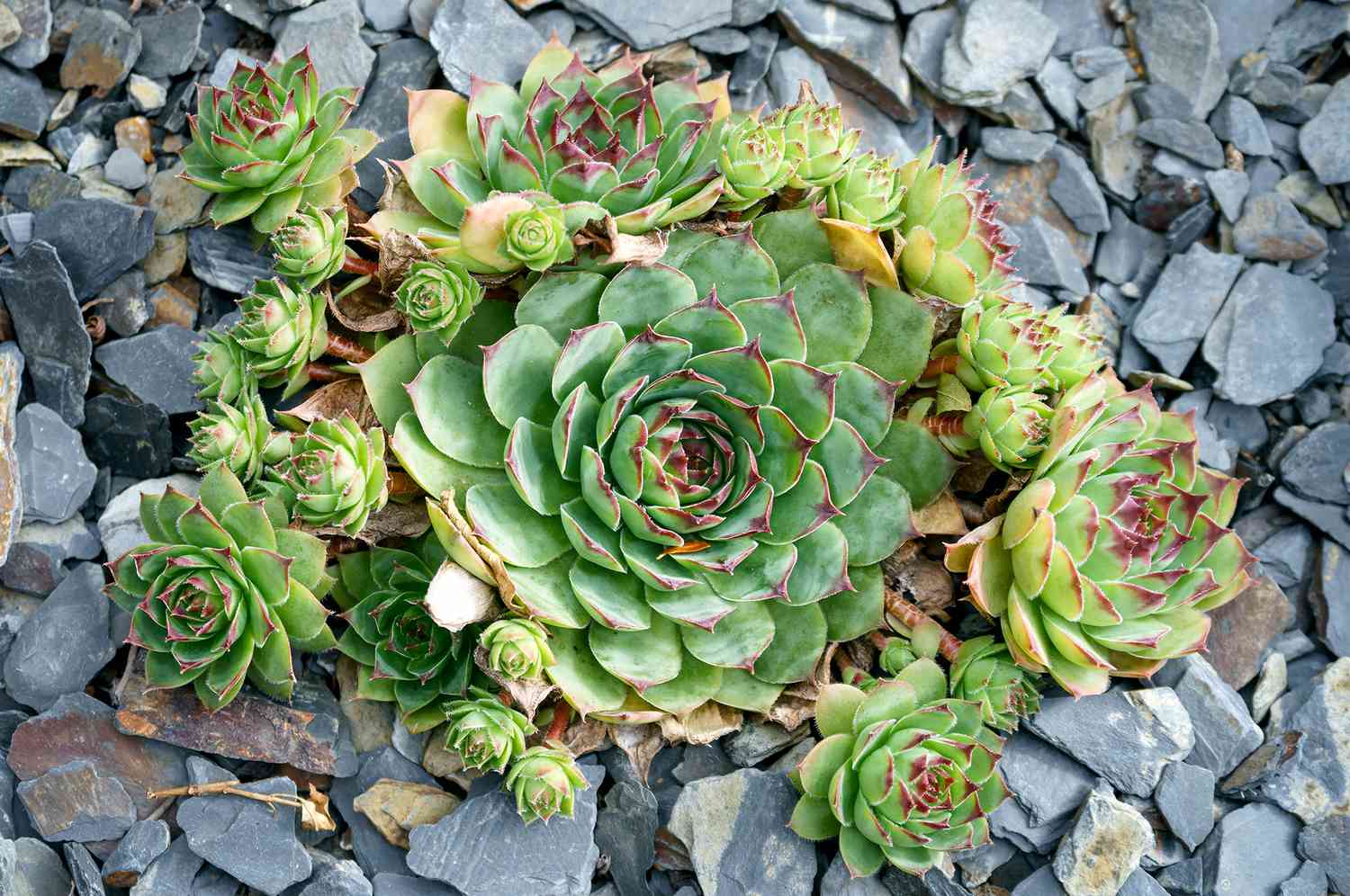 Hens and chicks