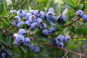 A cluster of ripe blueberries on branches with green leaves