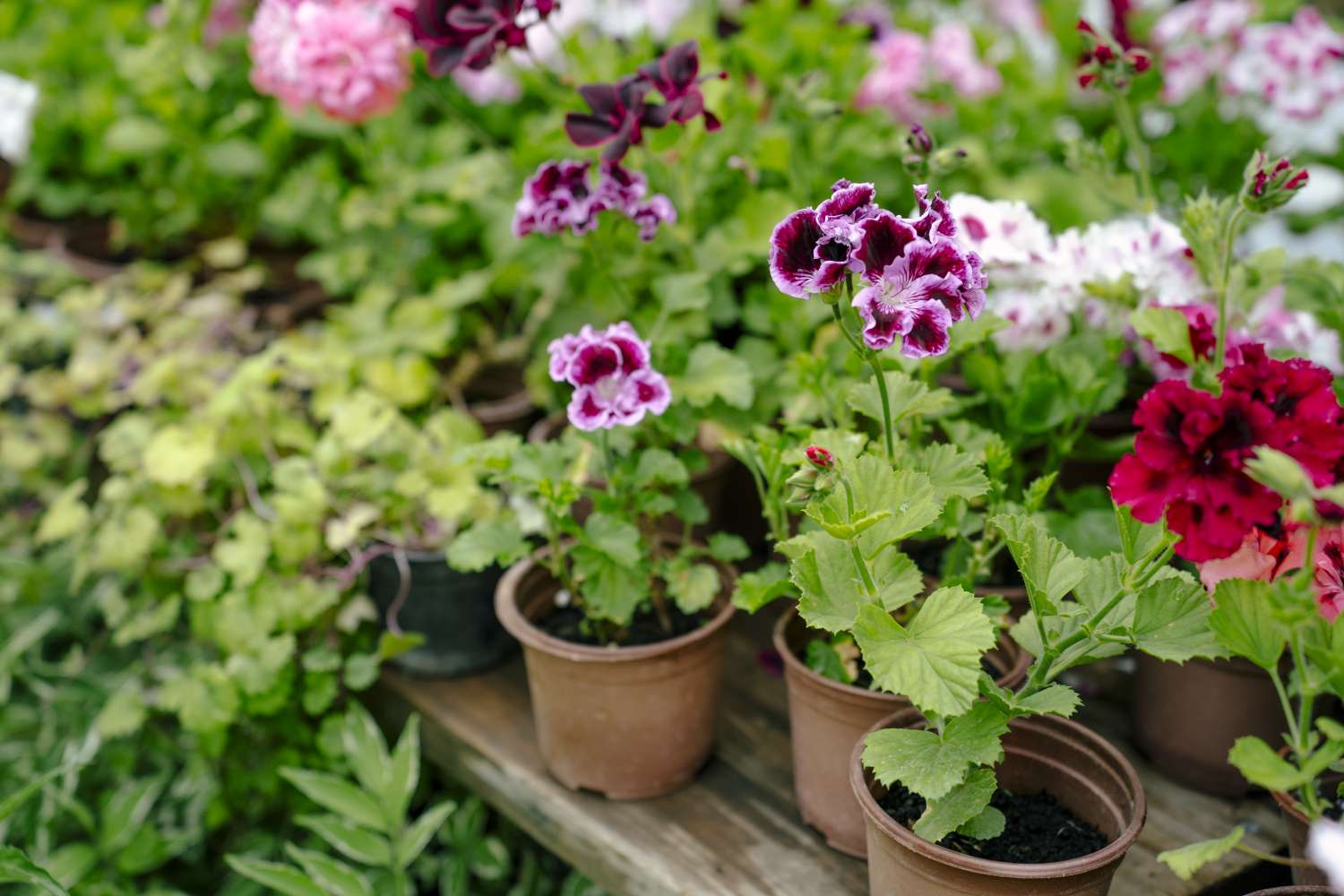 flowers in pots 