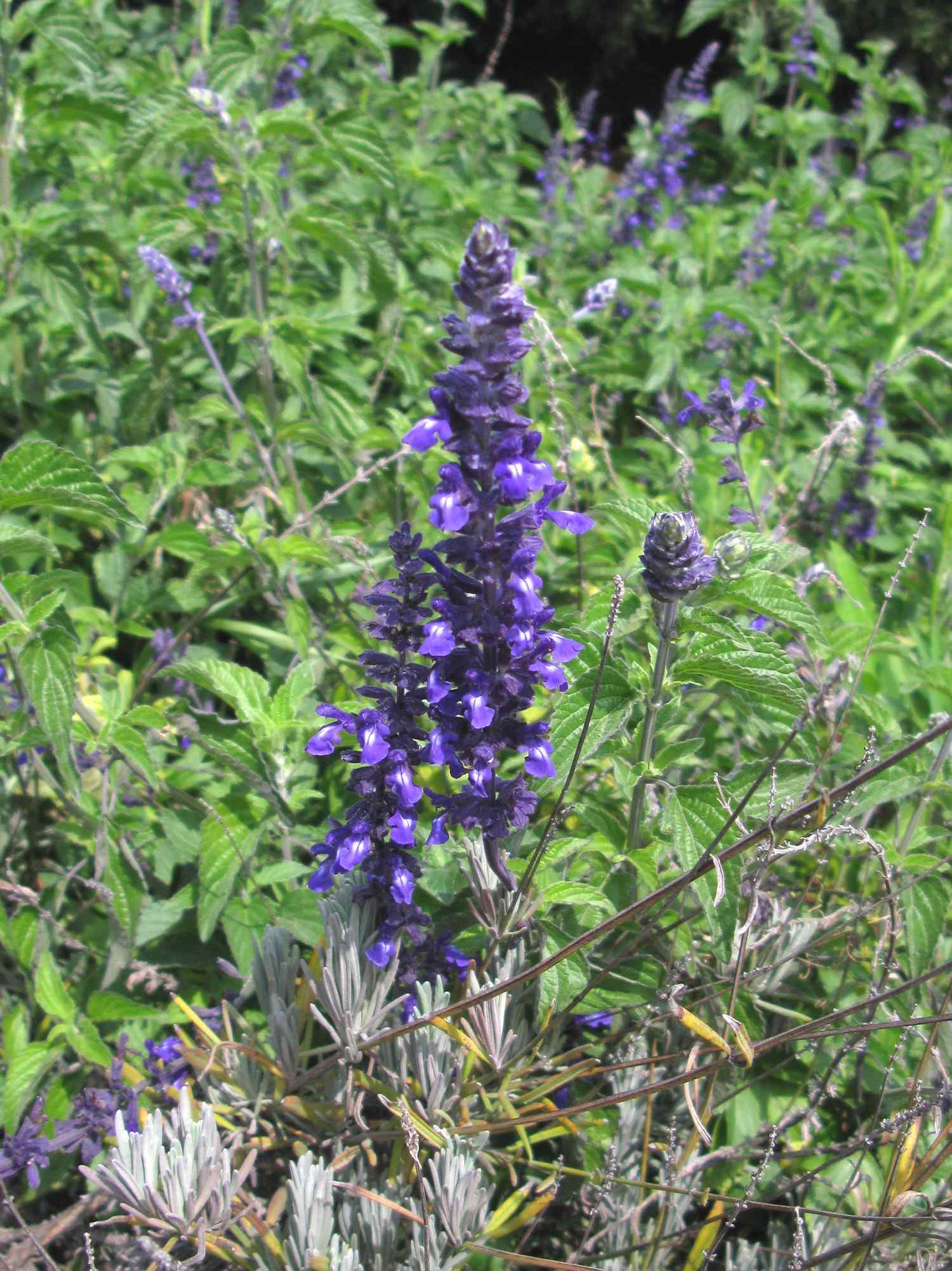 purple indigo spires 