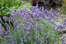 Lavender in garden