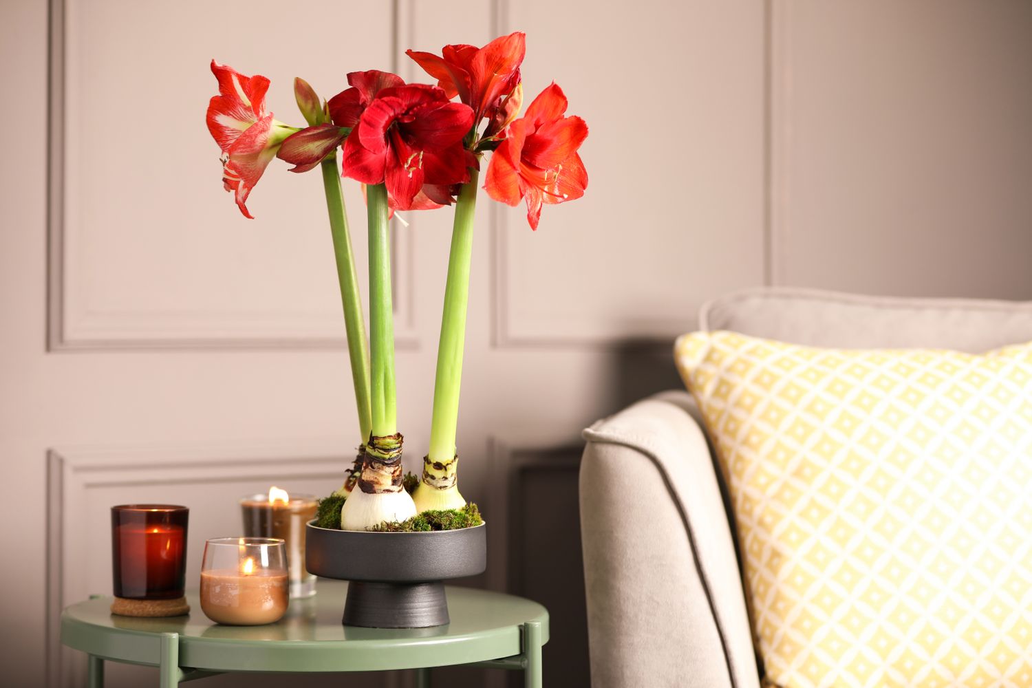 Beautiful red amaryllis flowers on table in room