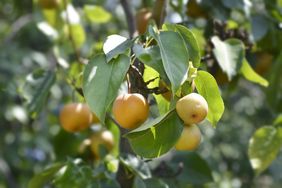 Asian Pear Tree