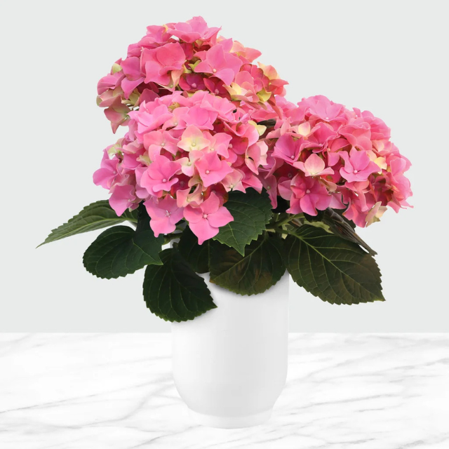 A white vase holding a blooming hydrangea plant with green leaves placed on a marble surface