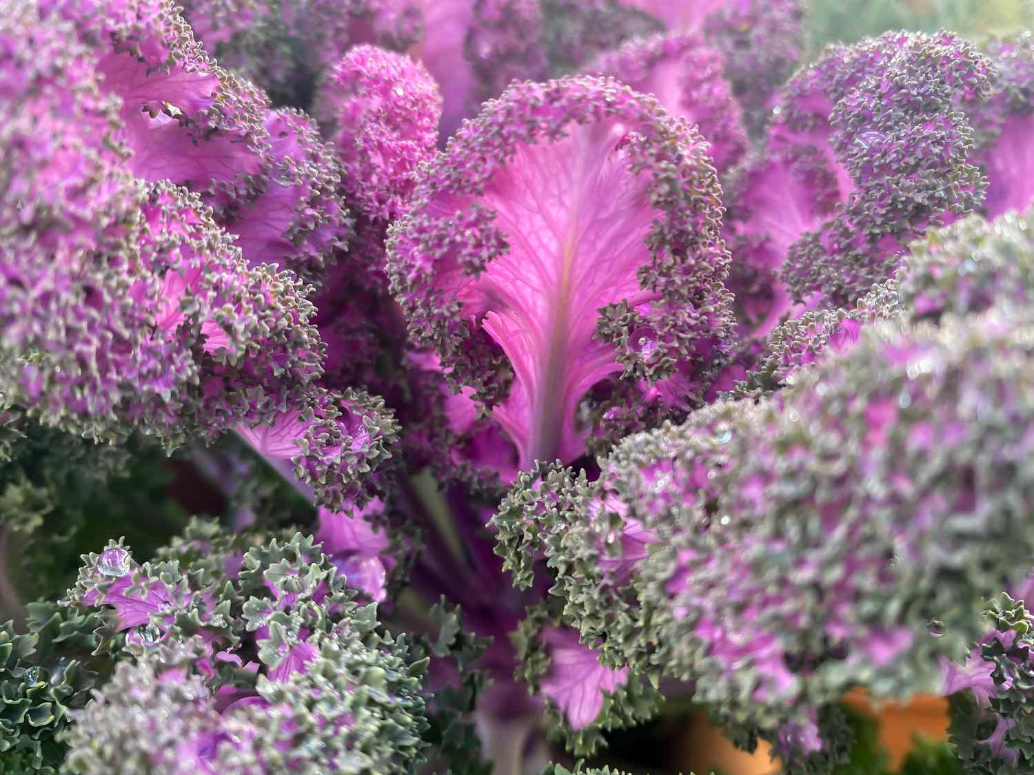 scarlet kale with bright pink leaves and frilly green edges