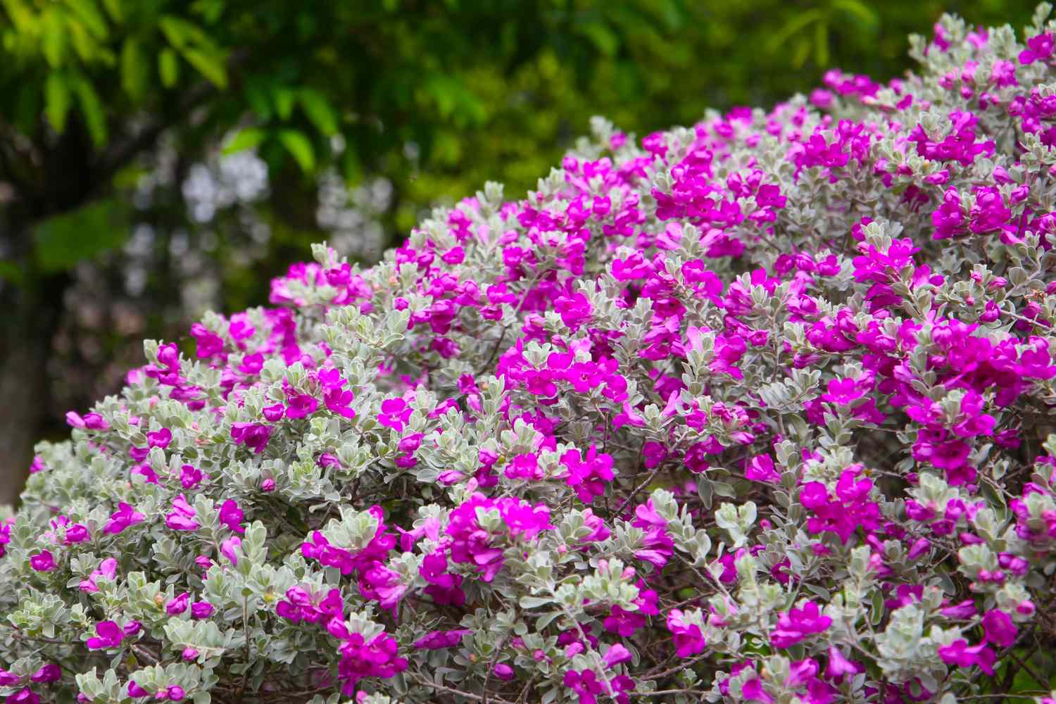 A bush with small flowers, blurred green foliage in the background