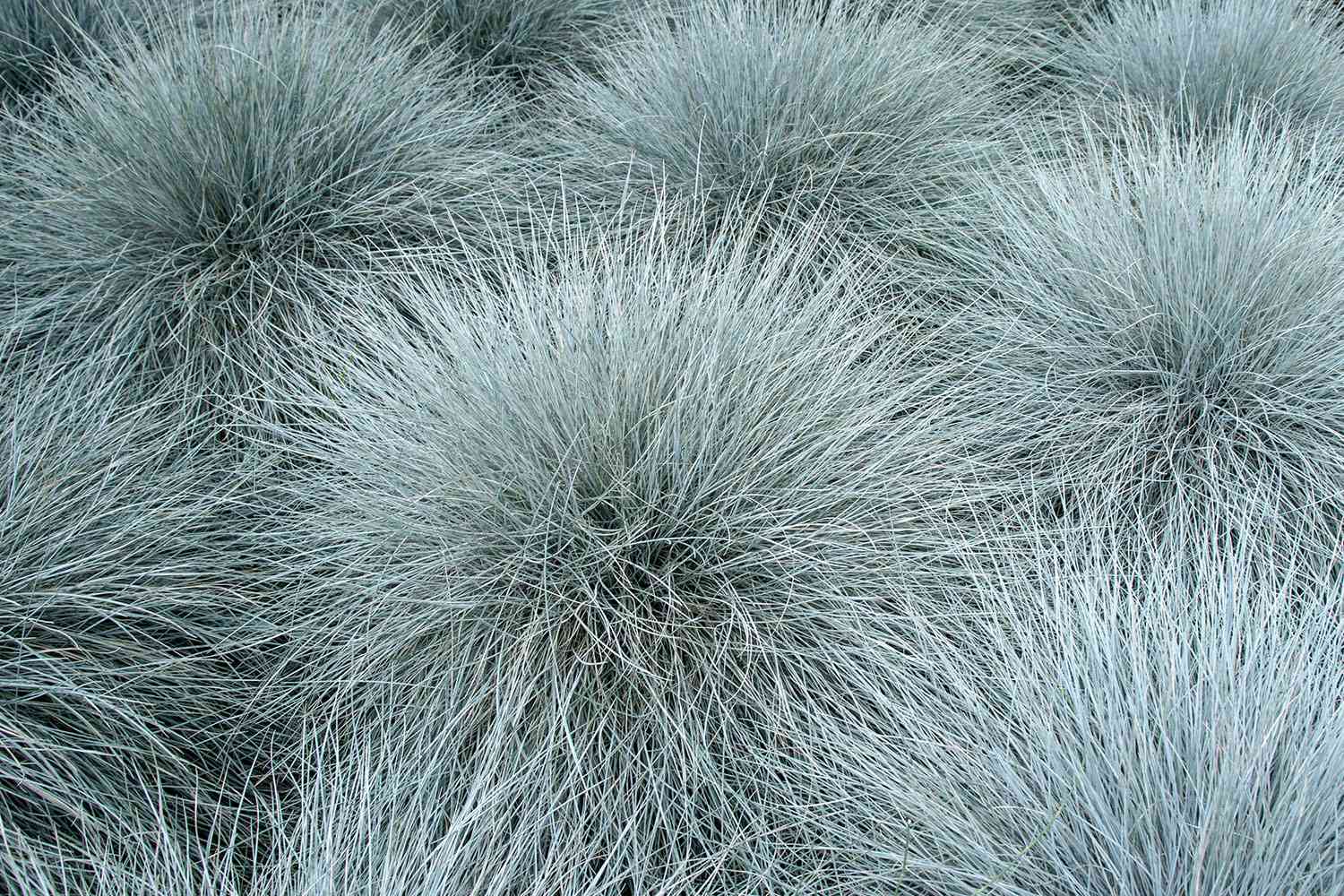Blue fescue