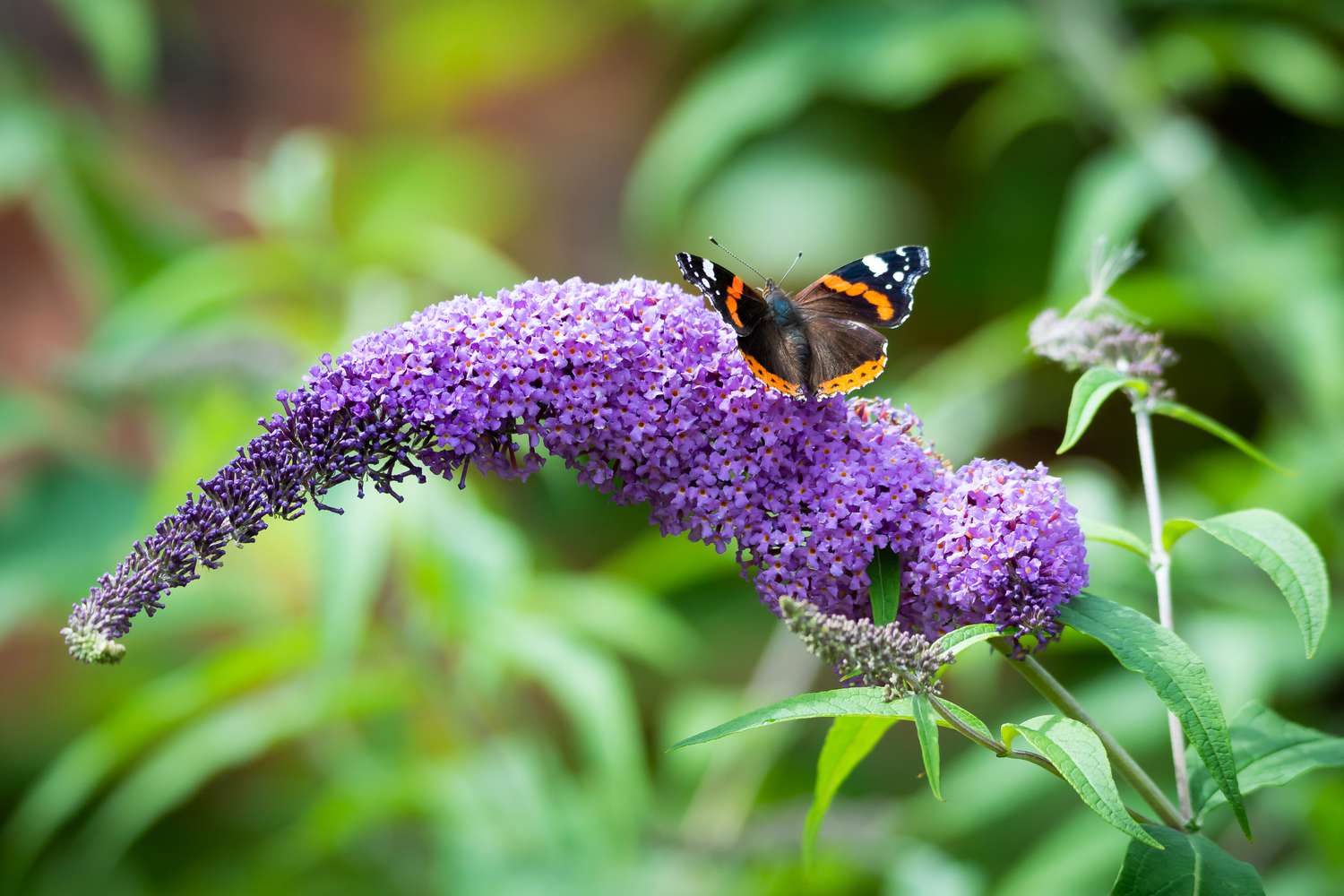 Butterfly Bush - "Blue Chip"
