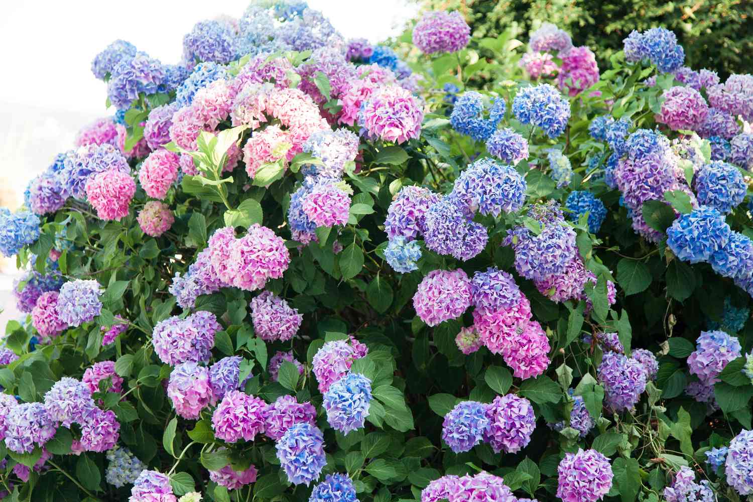 Big bushes of hydrangea. Pink, blue, lilac, violet, purple flowers blooming in spring and summer in town street garden.