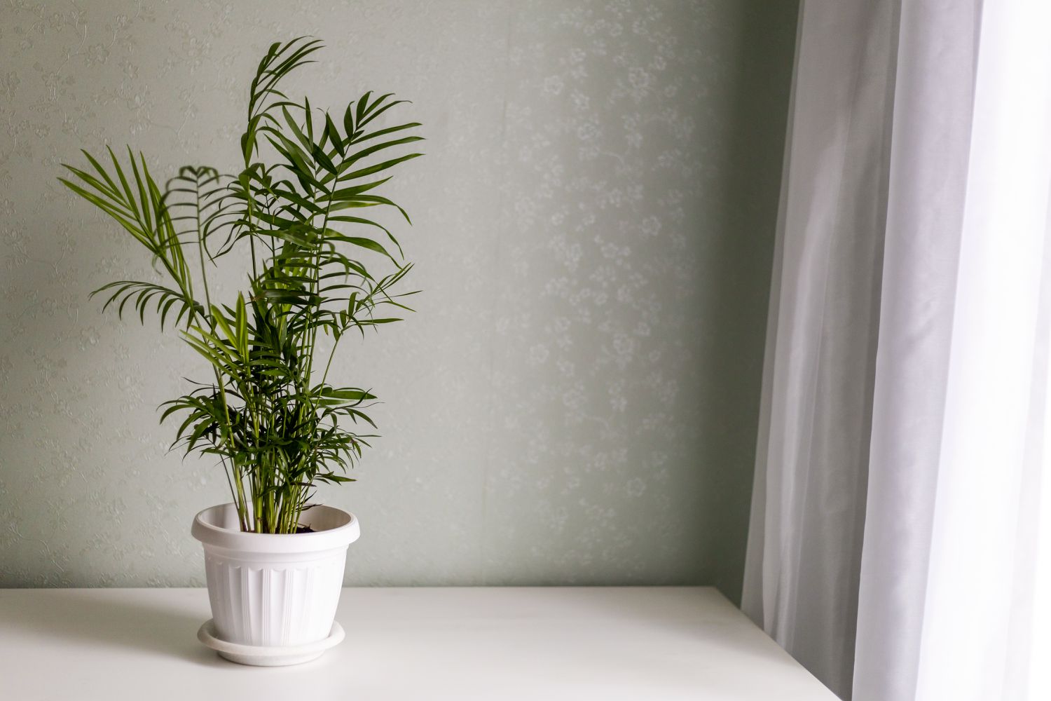Parlour Palm