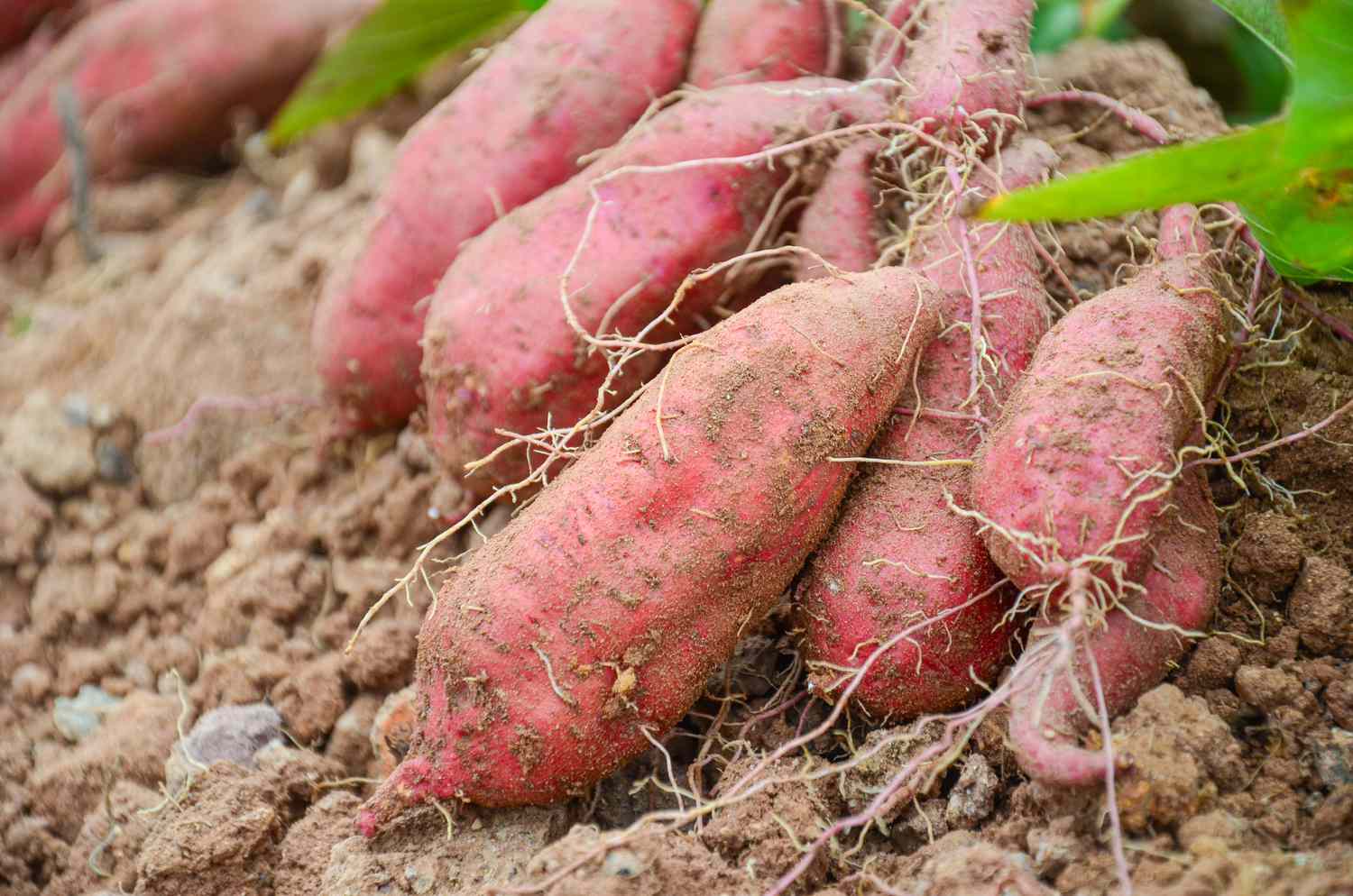 Sweet potatoes growing in a garden