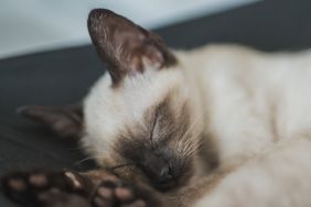 Siamese kitten sleeps sweetly on the sofa. 