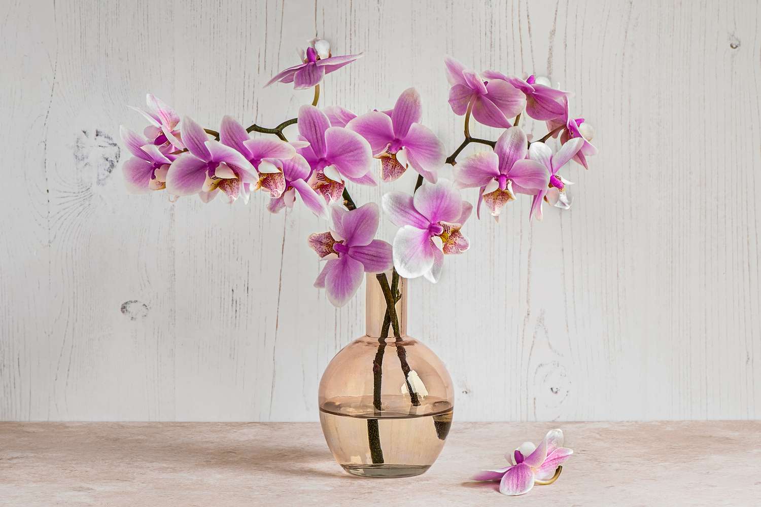 orchid flowers in vase