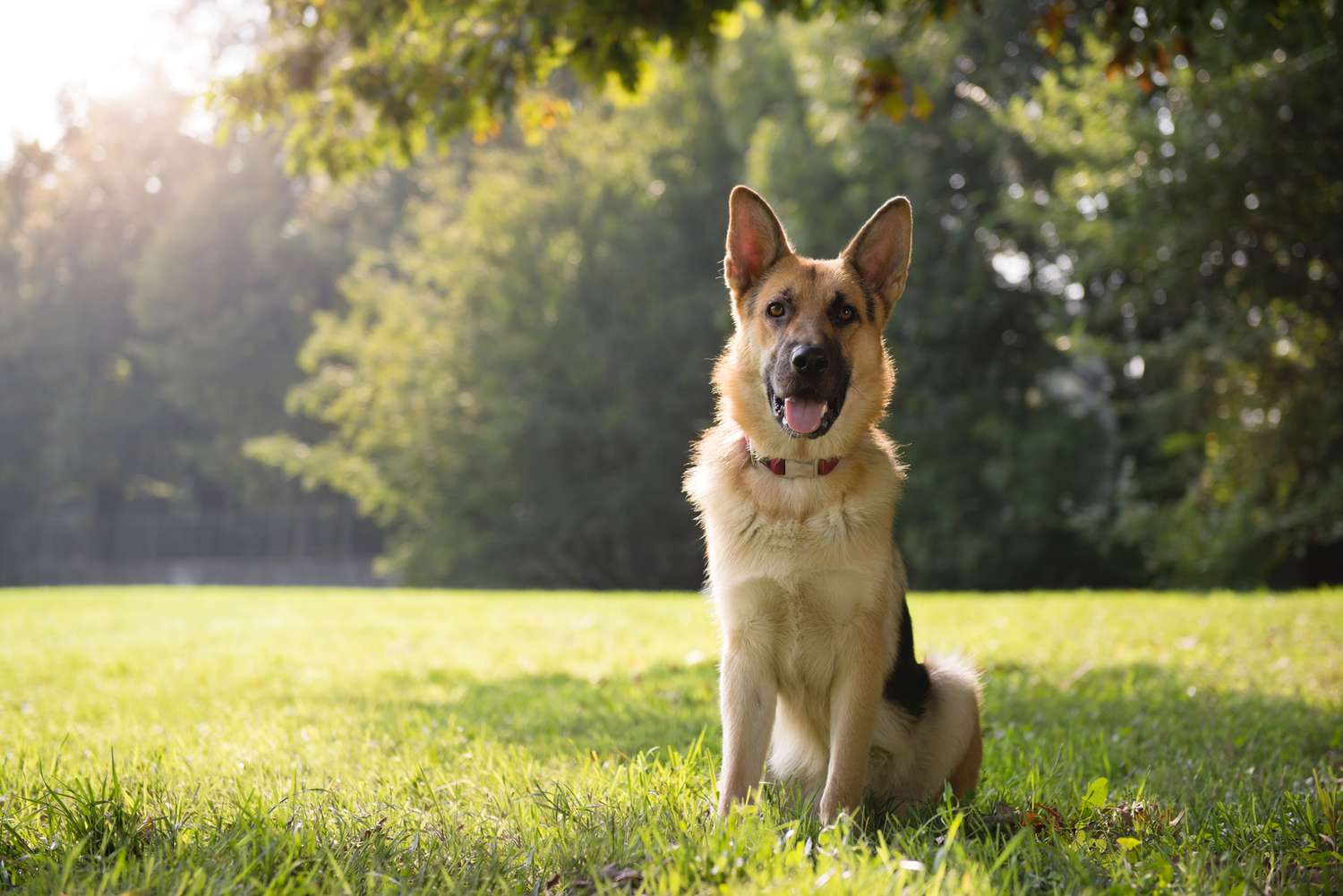 German Shepherd Dog