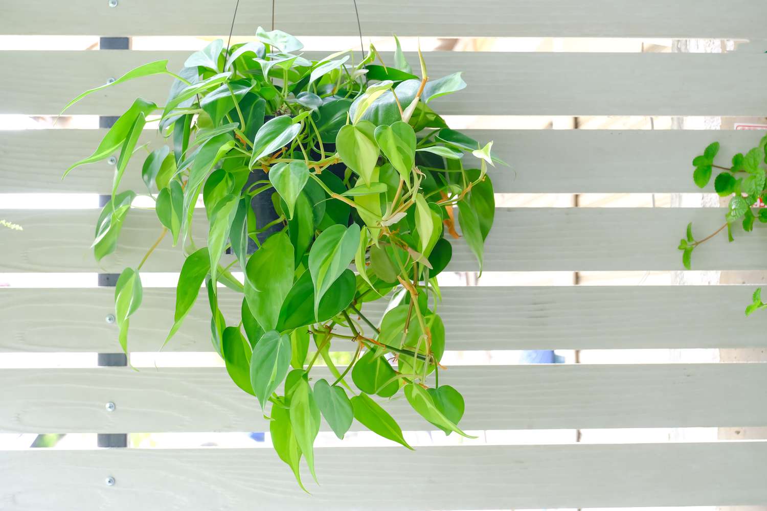 Hanging Philodendron