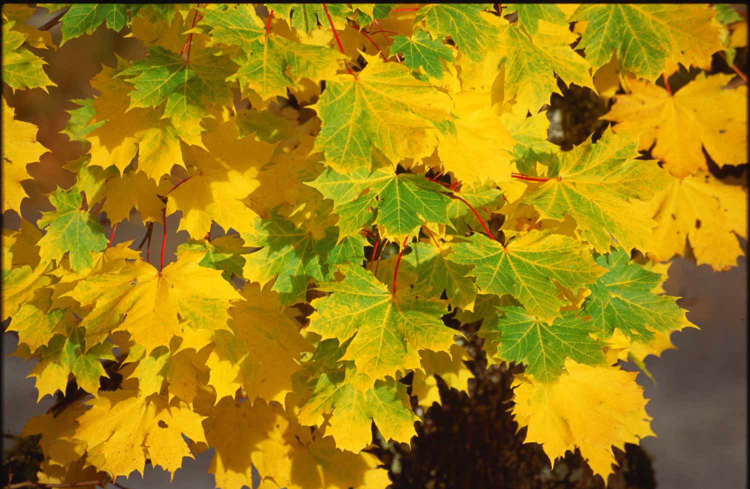 Norway Maple