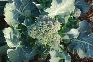 fresh brocolli plant in garden