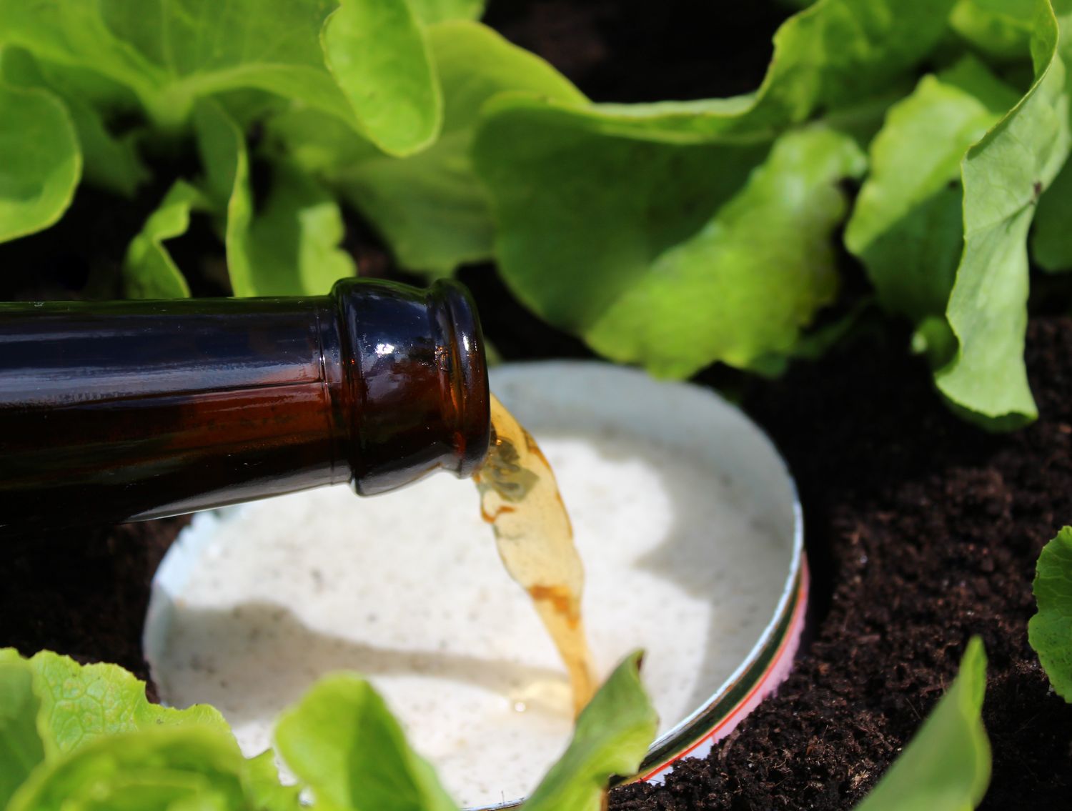 beer used in trap in garden