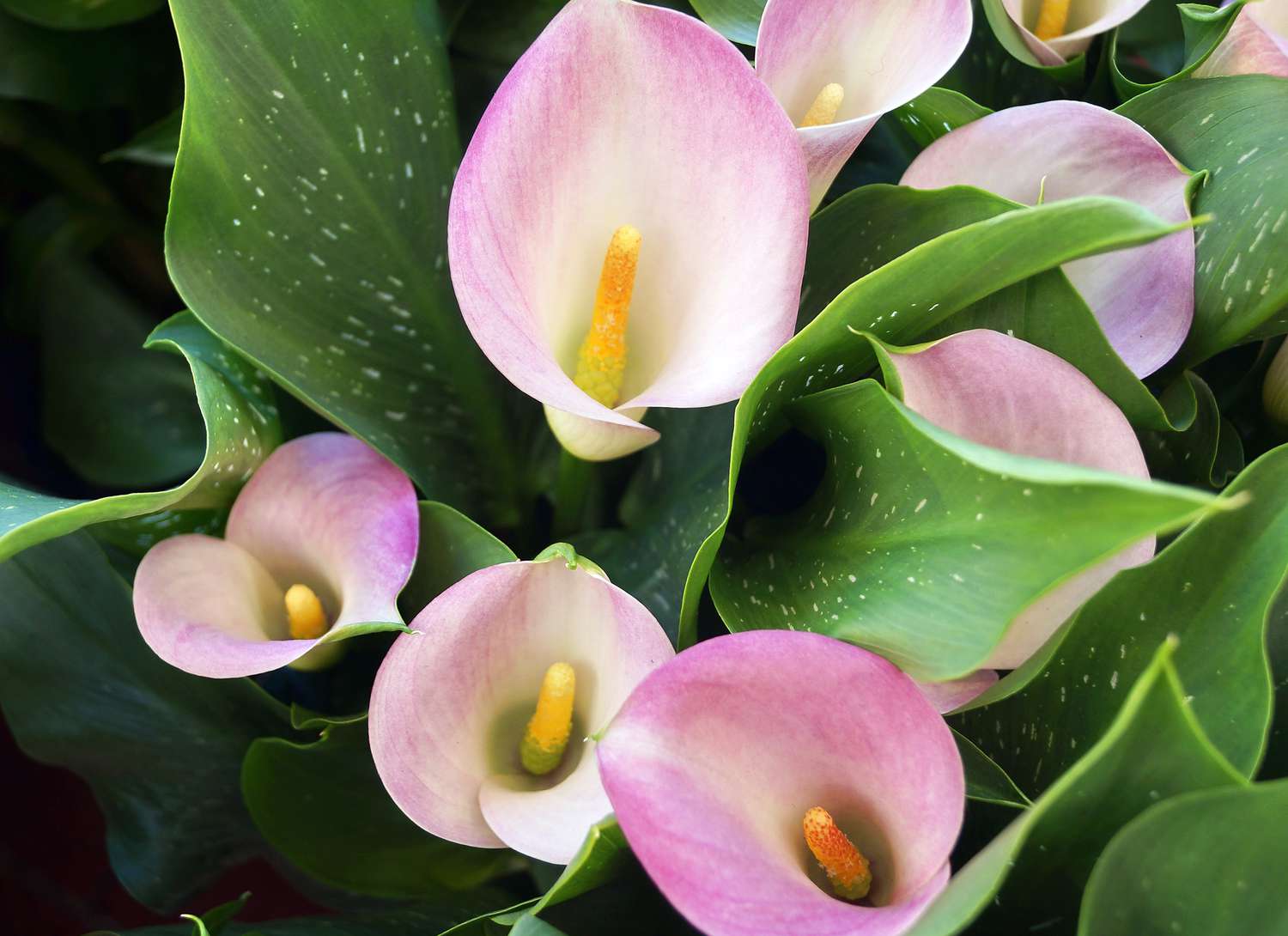 close up of pink and white calla lilies