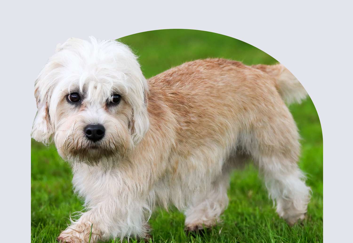 Dandie Dinmont Terrier