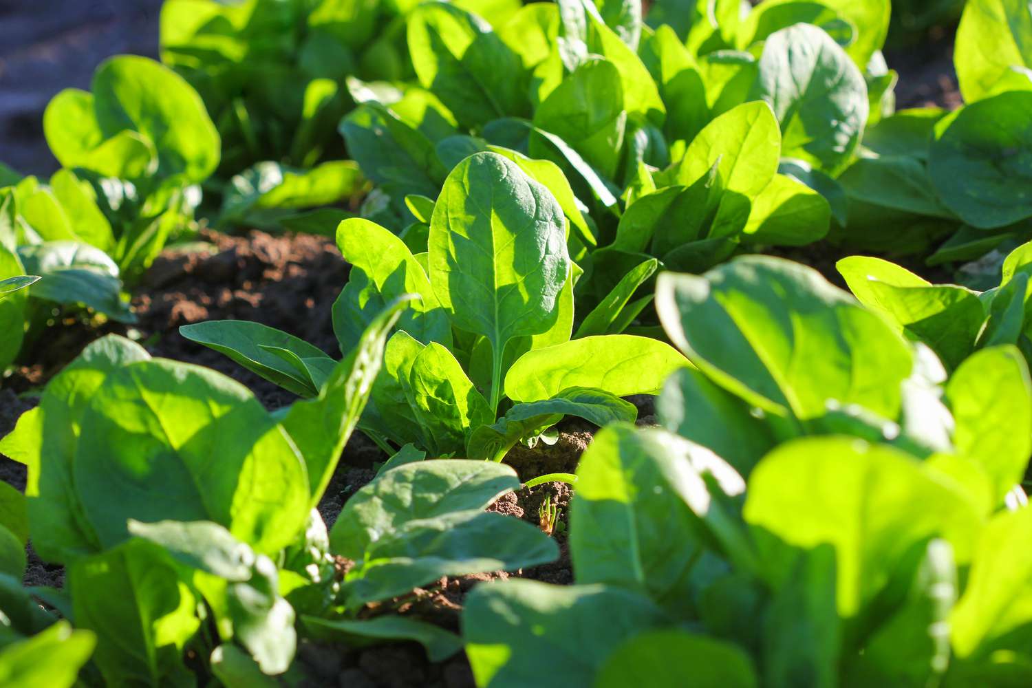 Spinach in the garden