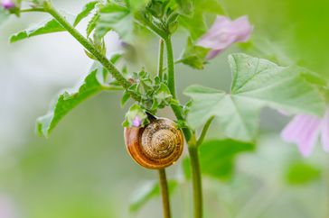 A snail on a plant stem near leaves and flowers