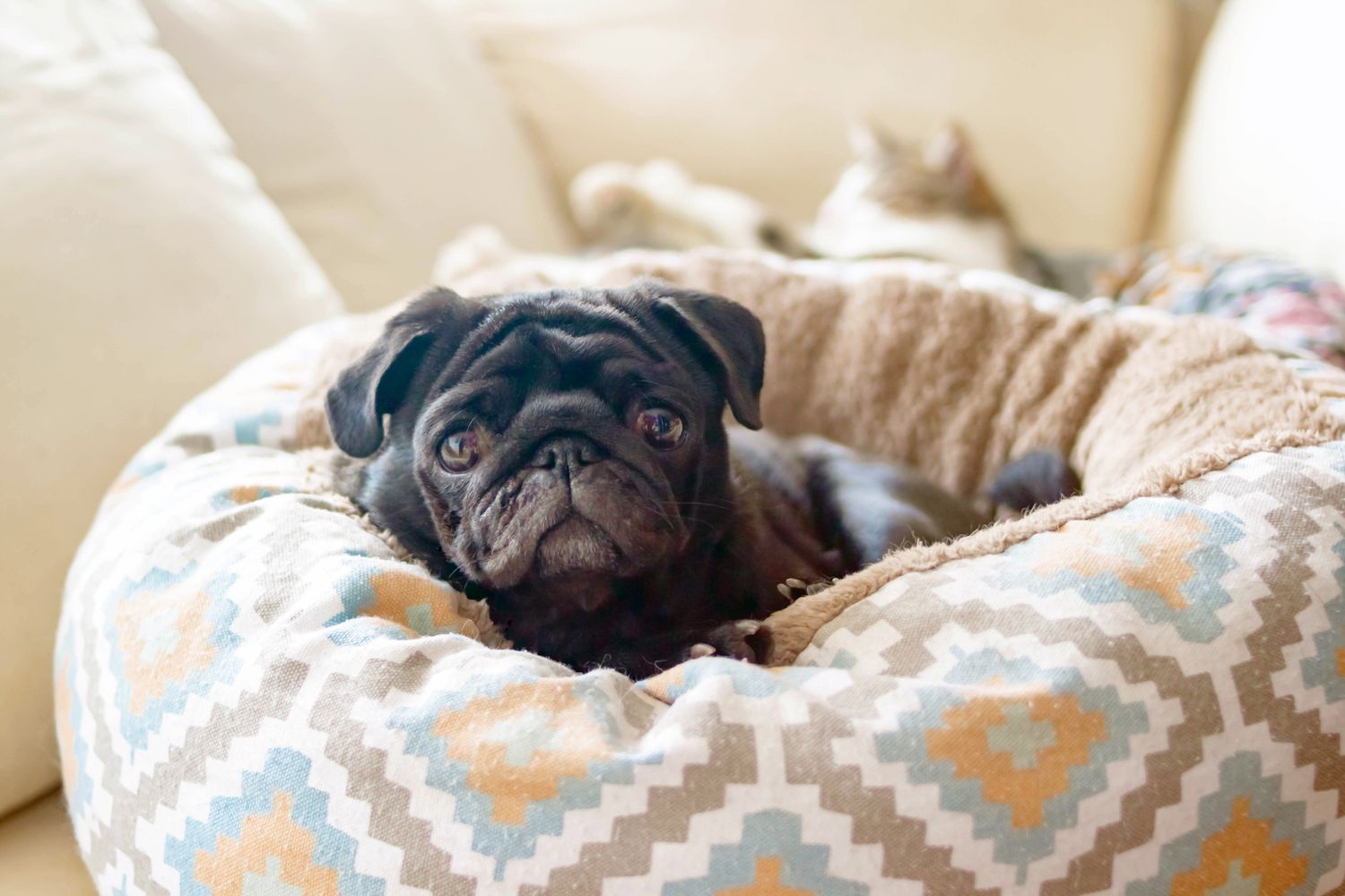 black pug in dog bed