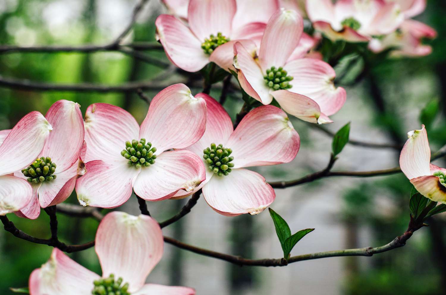 American dogwood Pink