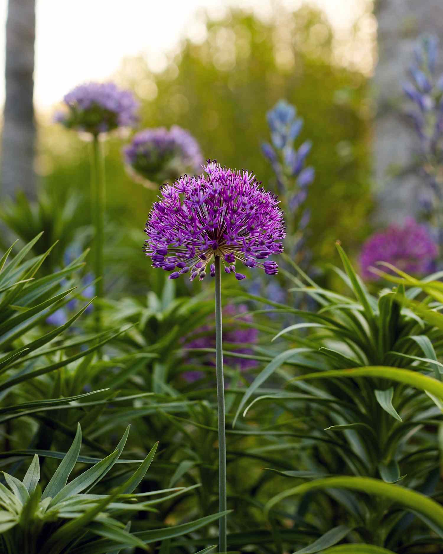 Purple ornamental onion allium in garden