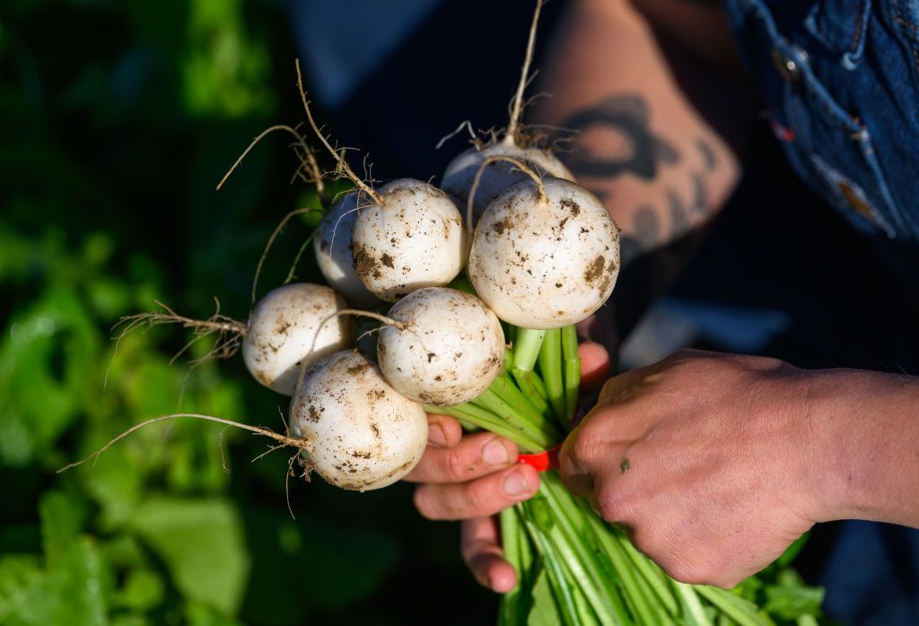 Salad turnips