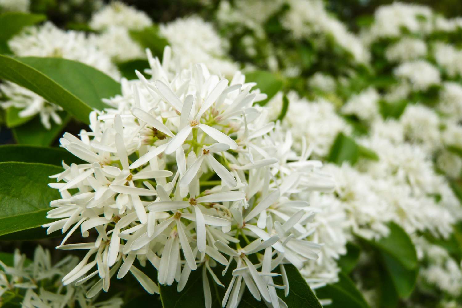 Fringe tree