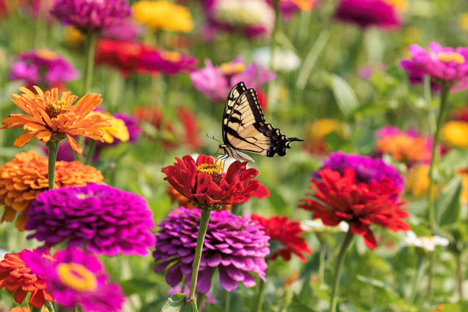 butterfly in a field of zinnias