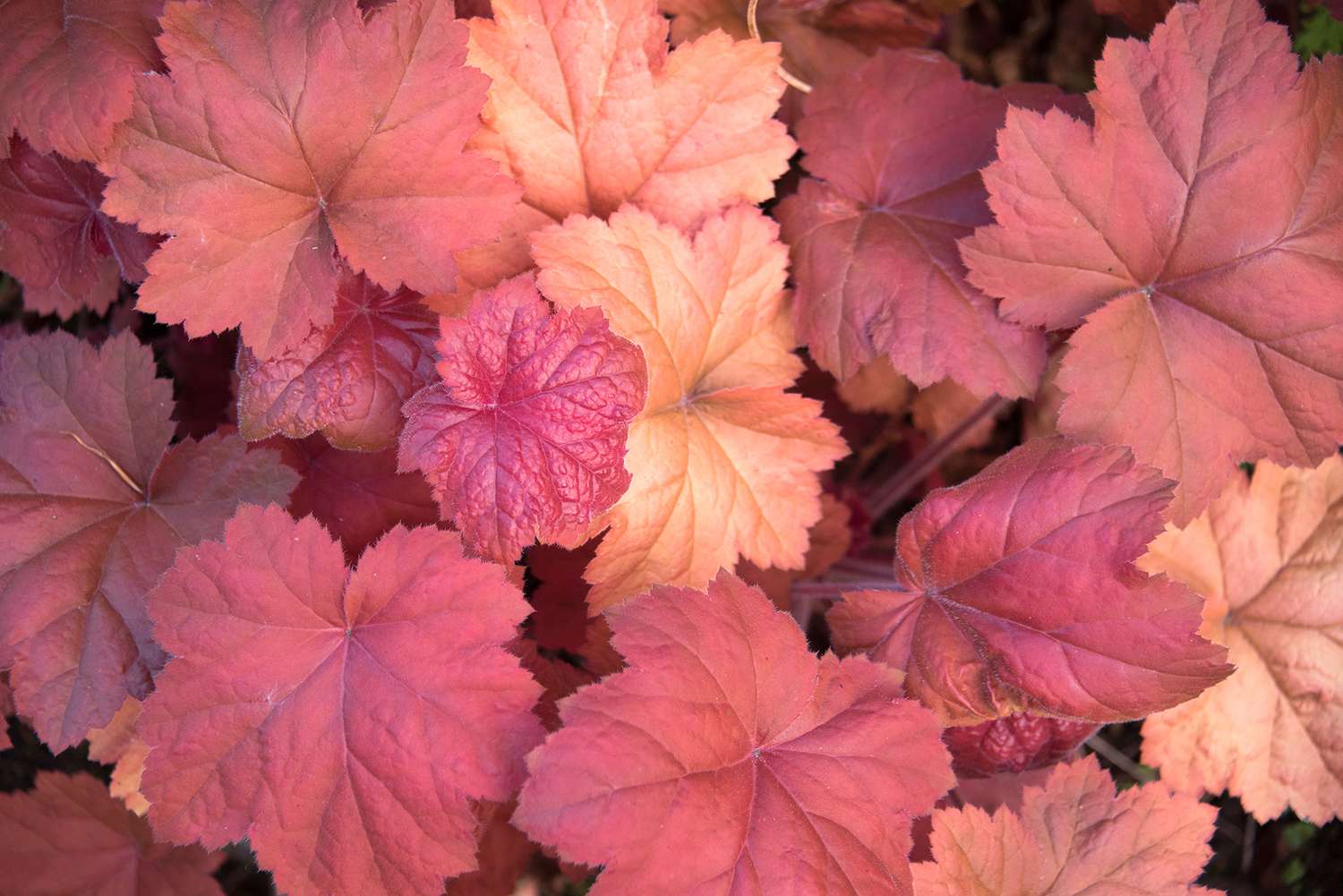 heuchera red leaves