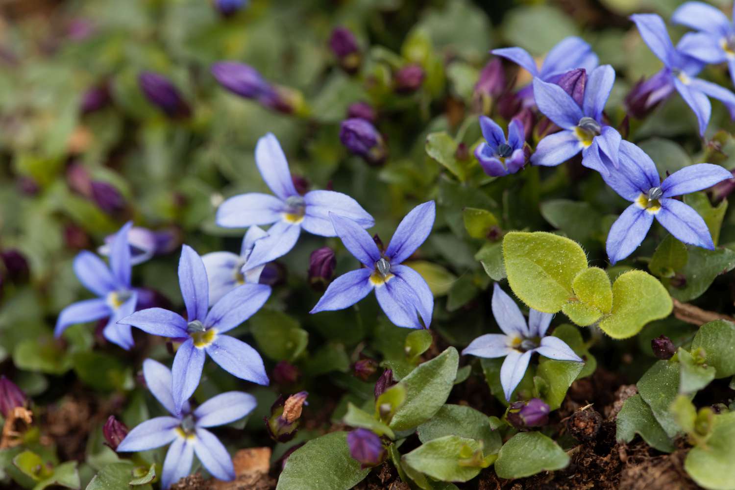 Macro photo of a Blue Star Flower, Isotoma fluviatilis.