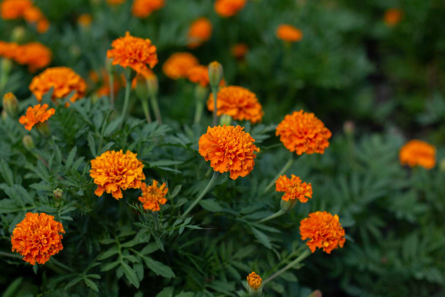 Marigold flowers