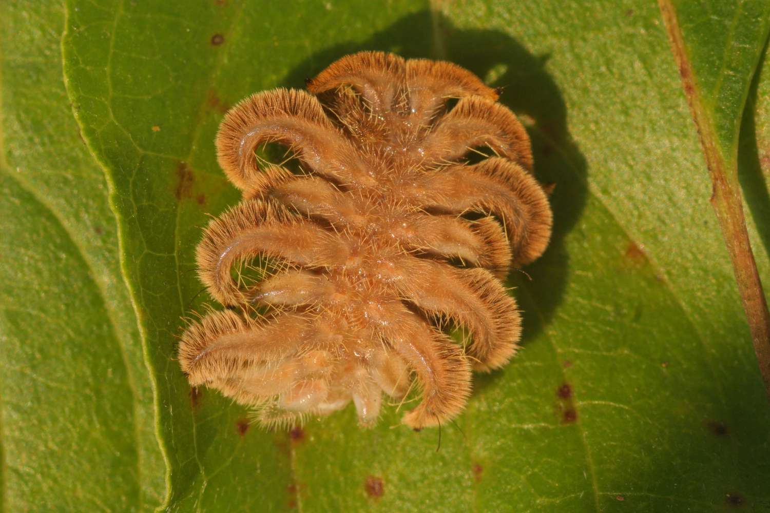 A fuzzy larval insect resting on a leaf