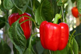 red pepper on a pepper plant