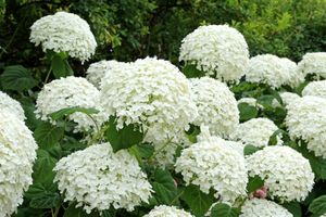 Hydrangea arborescens with large white globe-shaped flowers