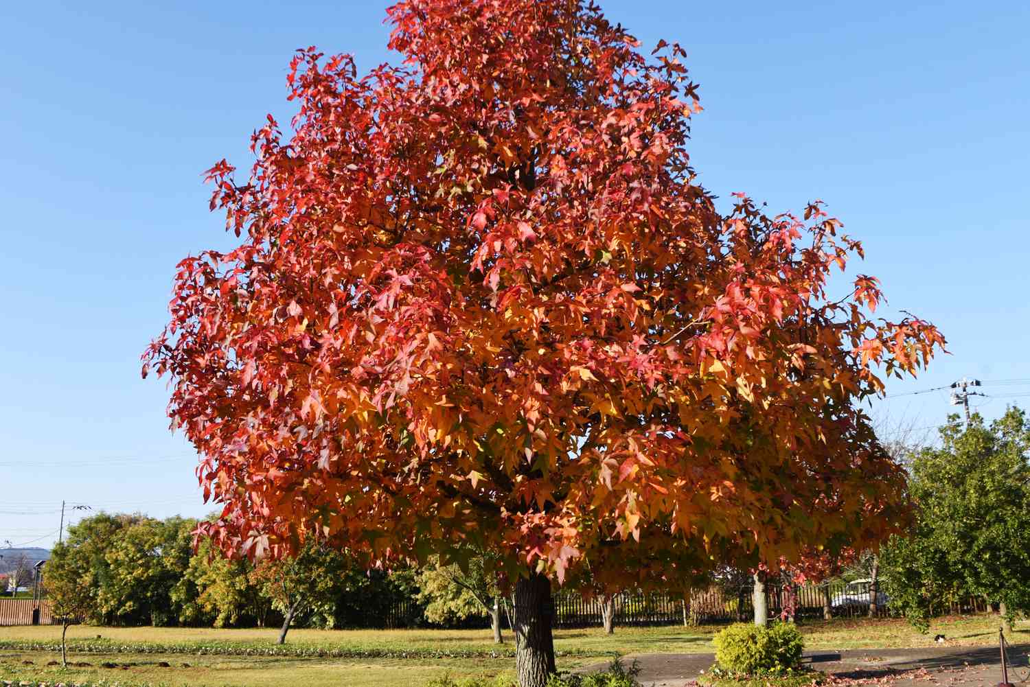 Front view of an American Sweetgum tree with brilliant foliage