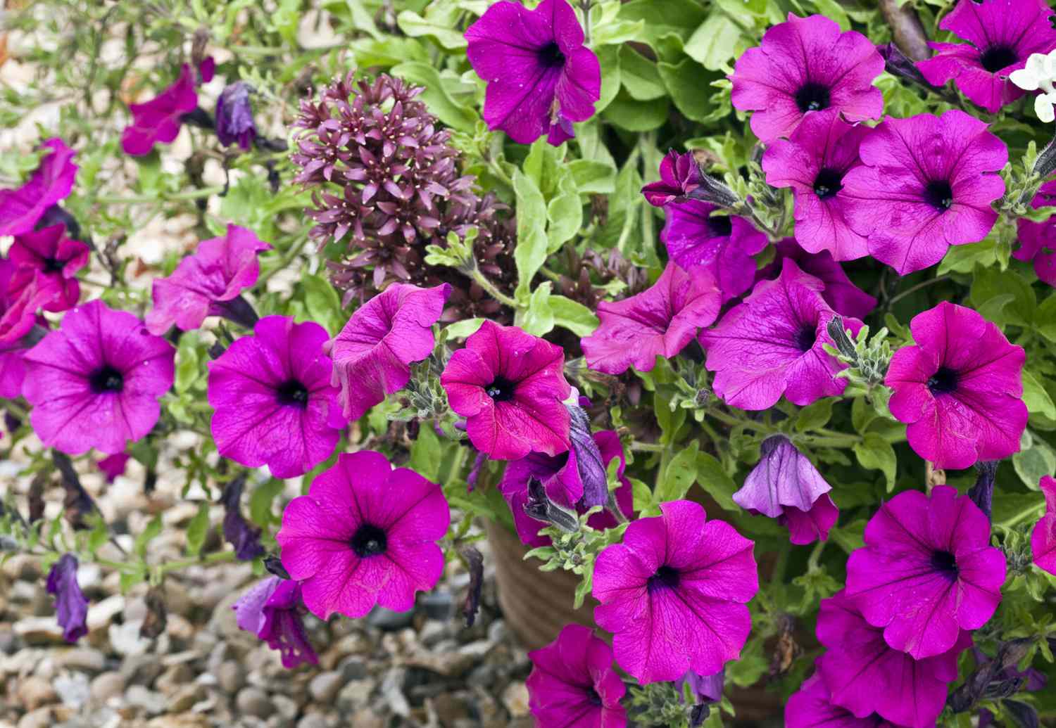 Purple Wave Petunia