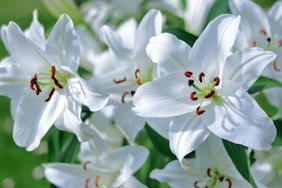 Closeup of a cluster of white flowers featuring prominent stamens