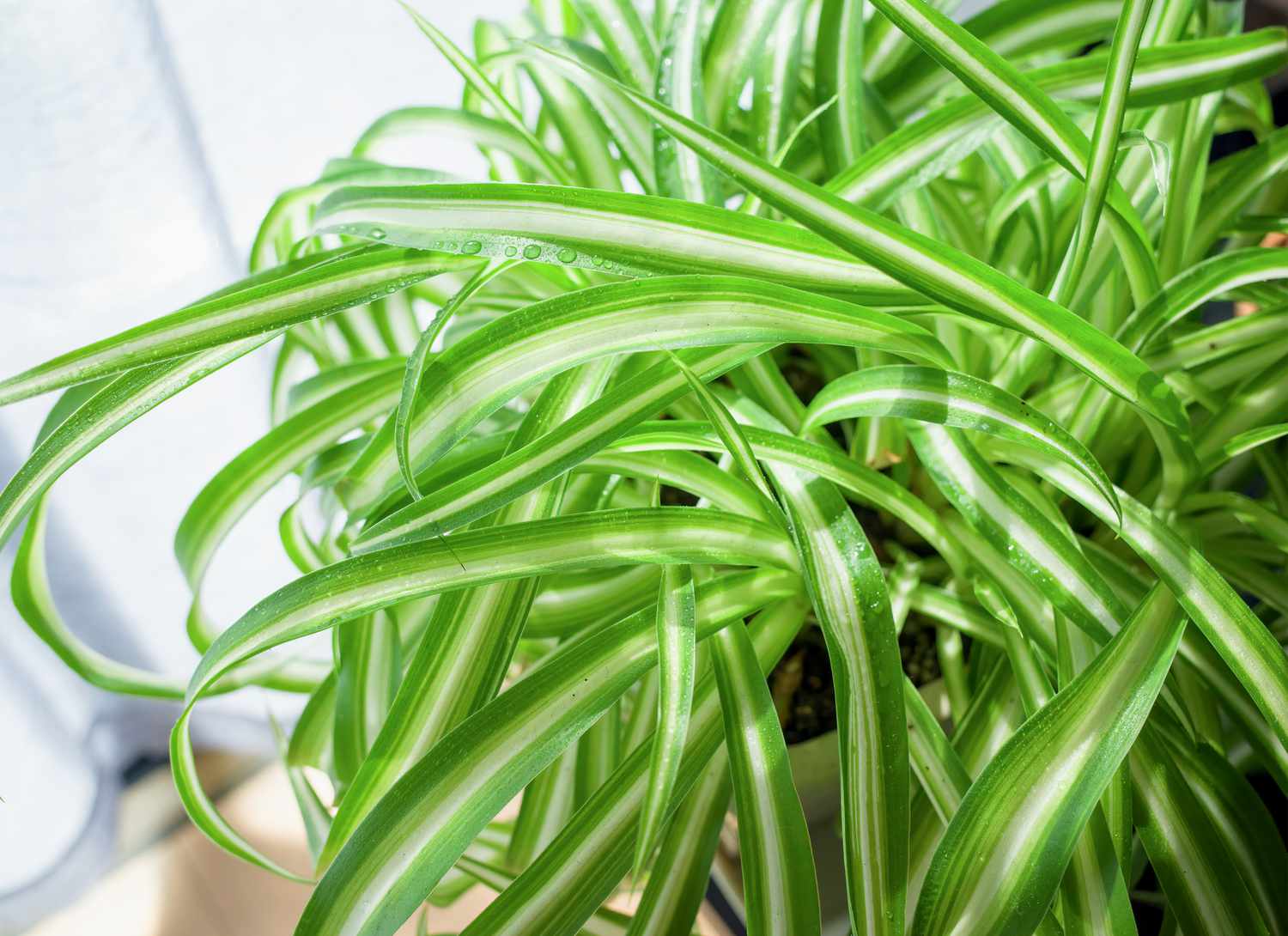 top view of a spider plant in a pot indoors