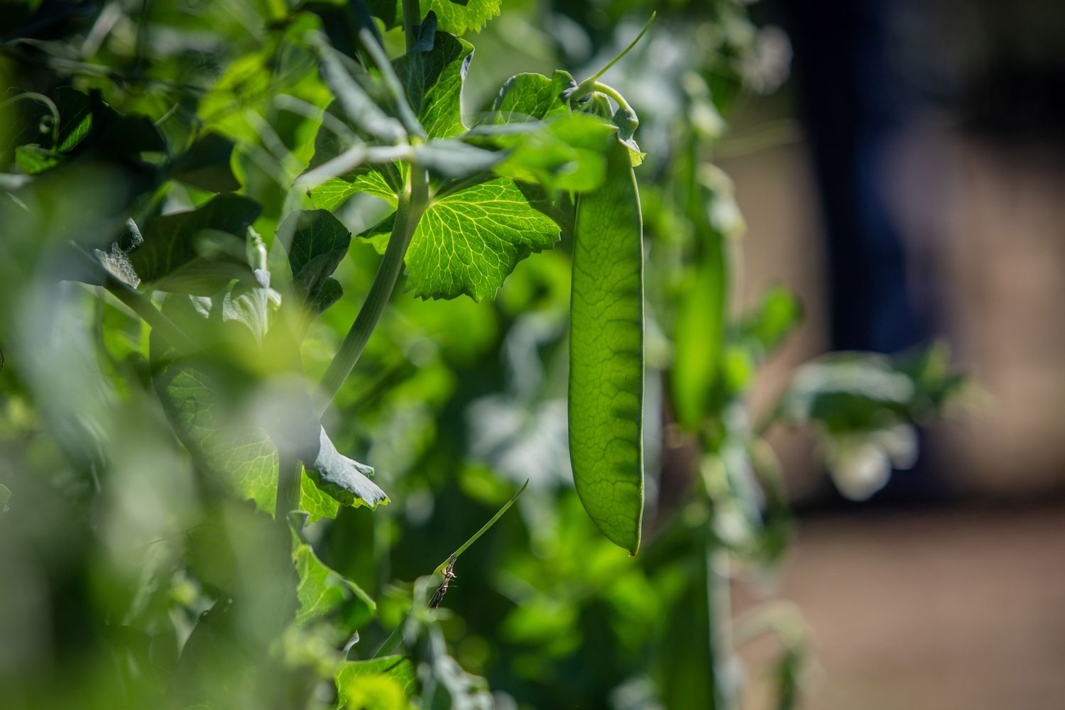 Closeup of a green pea pod on a plant with leaves and stems in the background in a garden or farm setting