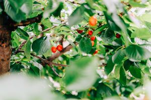 Ripe red cherries hanging on cherry tree branch