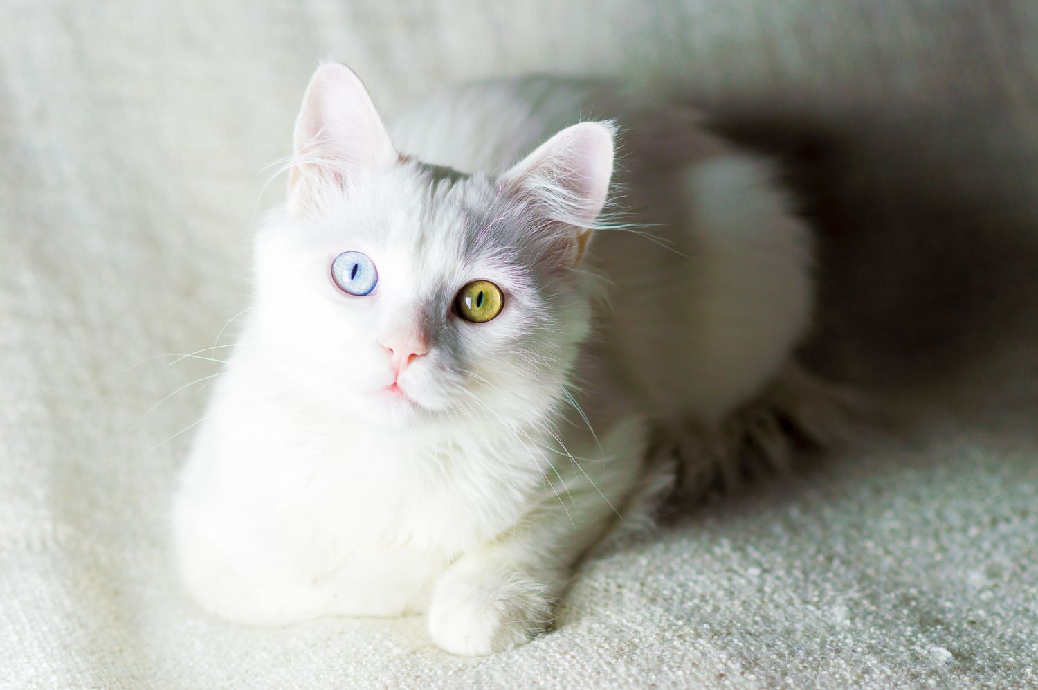 Turkish Angora