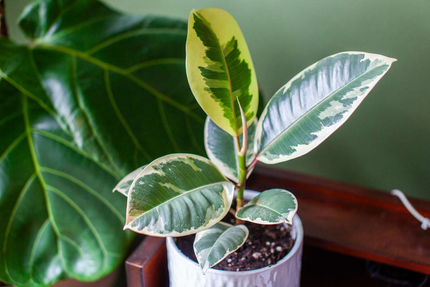 Small variegated Rubber Tree