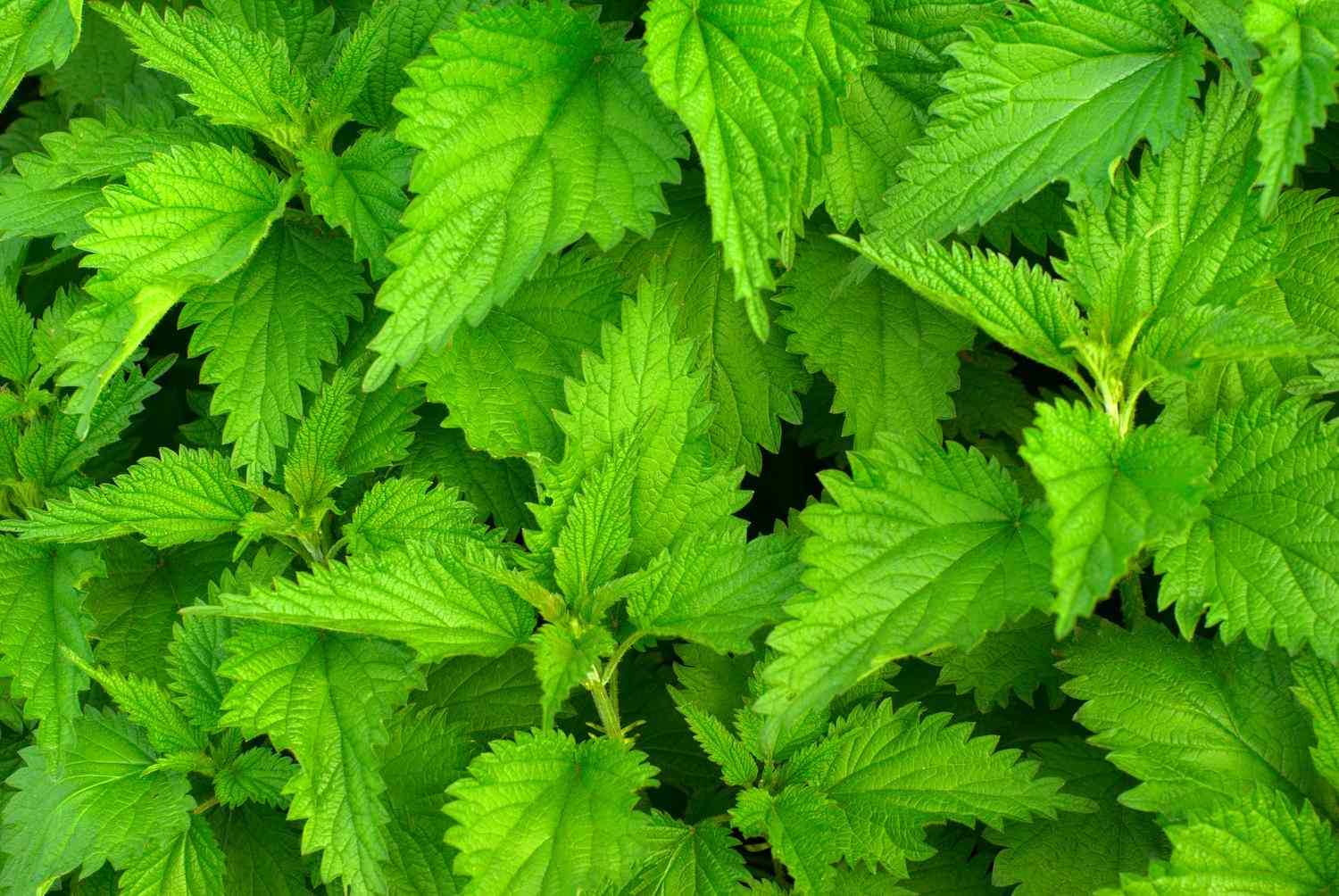 Stinging nettle